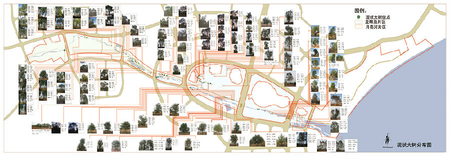 现状大树分布图